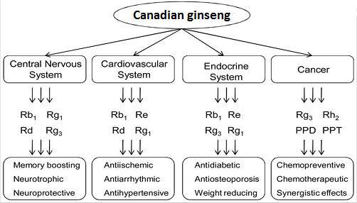 biological act of American ginseng and ginsenosides4