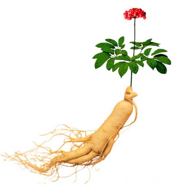 ginseng plant and roots