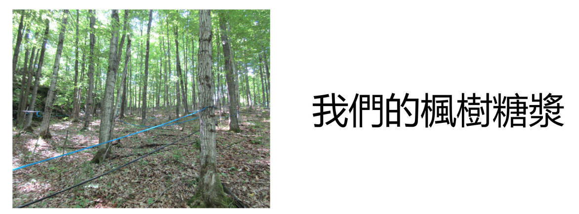 rsz our maple syrup zh